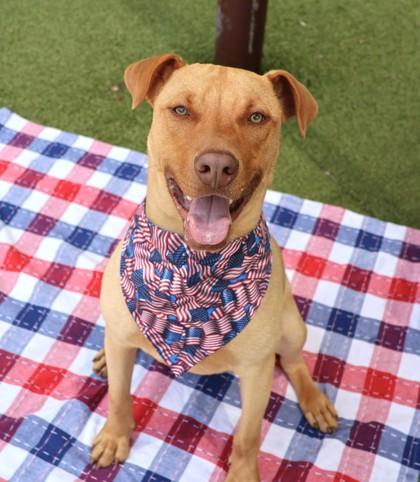 Enlarge Spike- Project Homebound, an adoptable Mixed Breed in Athens, GA image 1/6
