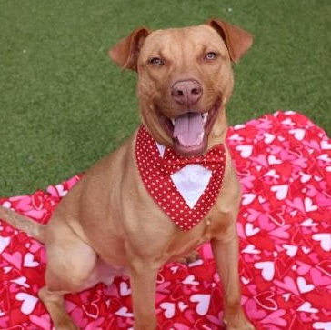 Enlarge Spike, a ADOPTABLE Mixed Breed in Athens, GA image 5/6