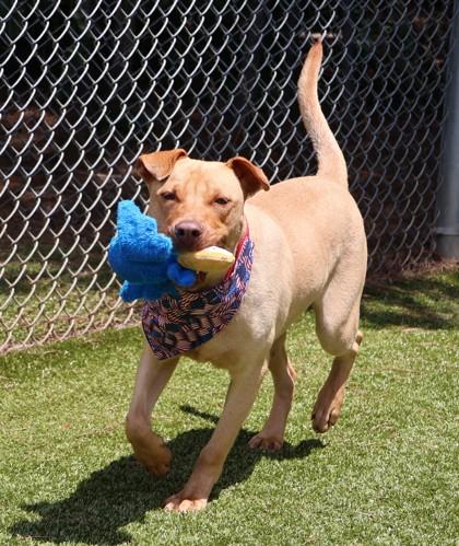 Enlarge Spike- Project Homebound, an adoptable Mixed Breed in Athens, GA image 6/6