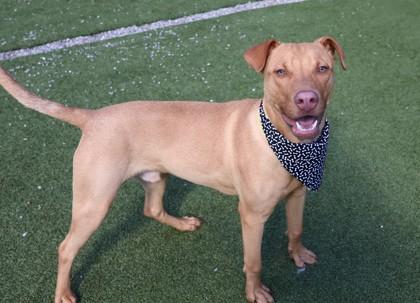 Enlarge Spike, a ADOPTABLE Mixed Breed in Athens, GA image 4/6