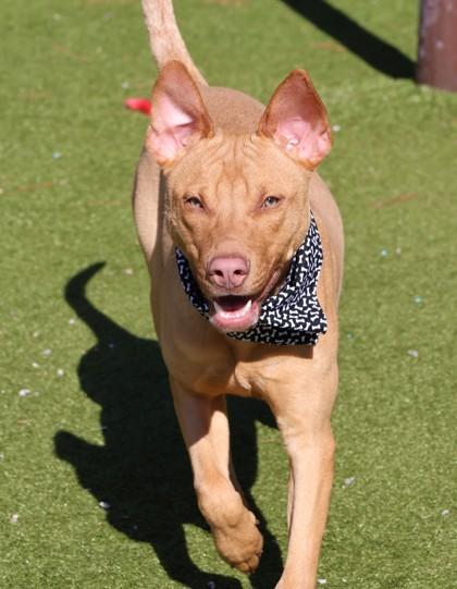 Enlarge Spike, a ADOPTABLE Mixed Breed in Athens, GA image 3/6