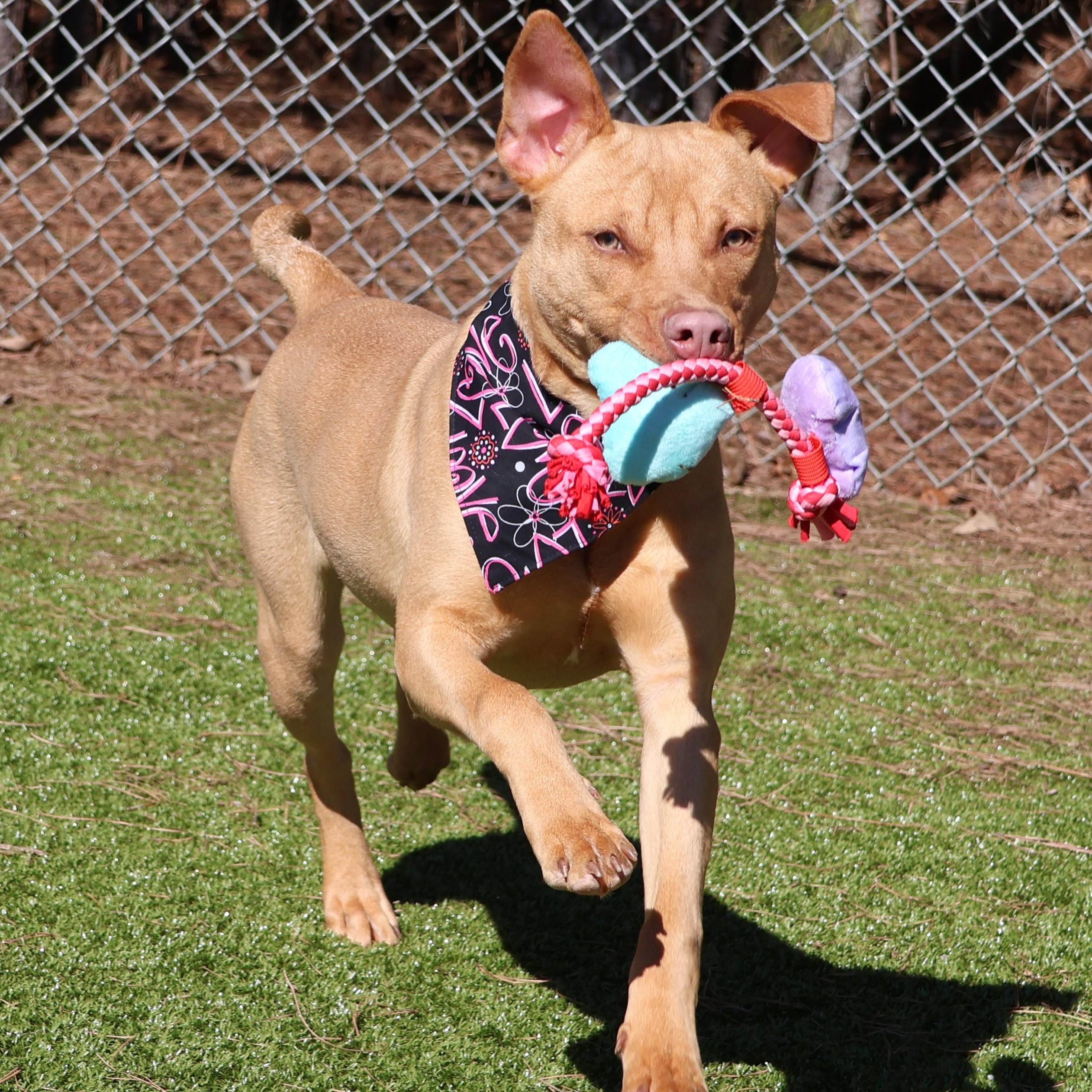 Enlarge Spike, a ADOPTABLE Mixed Breed in Athens, GA image 6/6