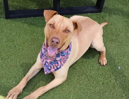Enlarge Spike- Project Homebound, an adoptable Mixed Breed in Athens, GA image 2/6