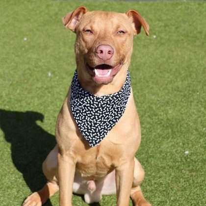 Enlarge Spike, a ADOPTABLE Mixed Breed in Athens, GA image 2/6