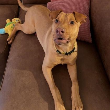 Enlarge Spike, a ADOPTABLE Mixed Breed in Athens, GA image 1/6