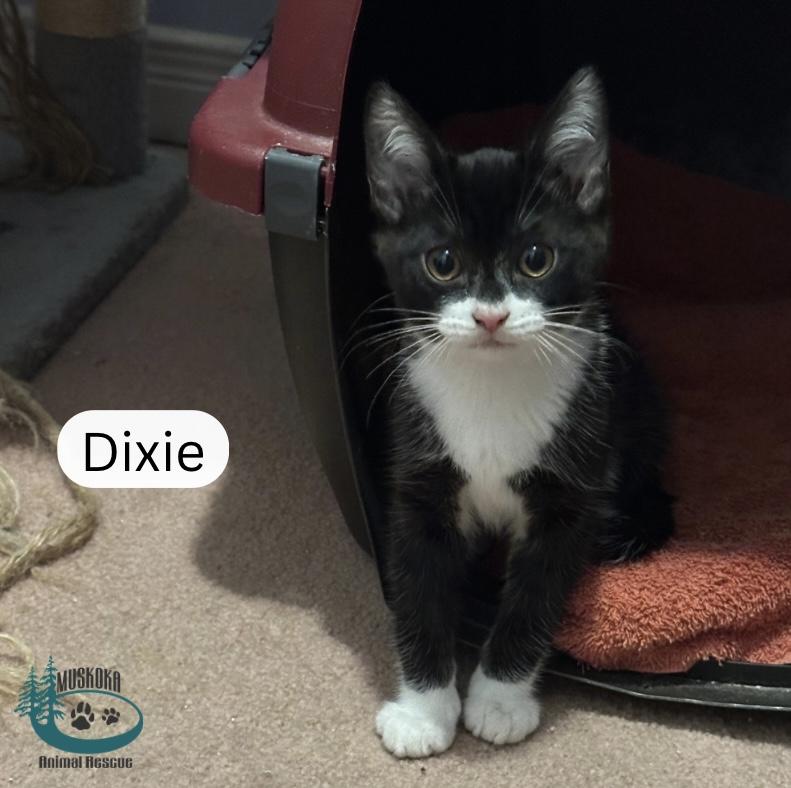 Dixie!, adopted, Young Female Domestic Short Hair.