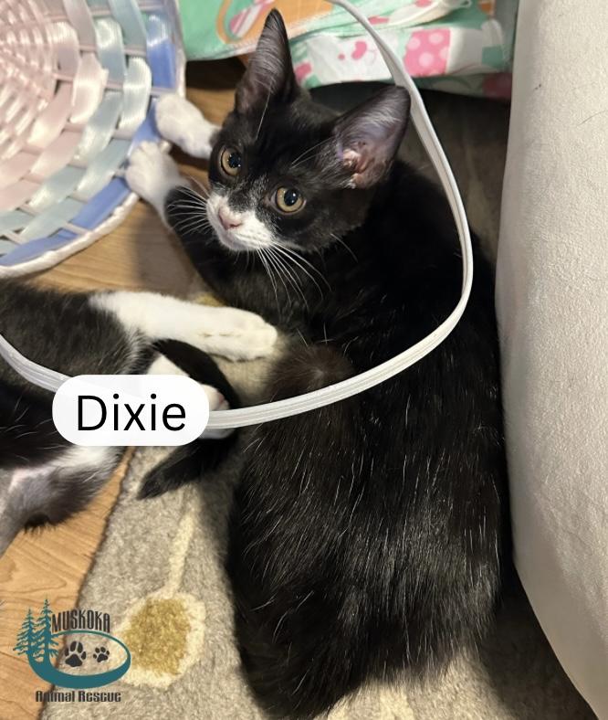 Enlarge Dixie!, an adopted Domestic Short Hair in Huntsville, ON image 2/2