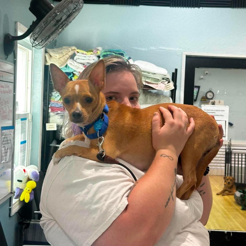 Enlarge Hannah (Mamacita), a Adoptable Chihuahua in Seminole, FL image 1/6