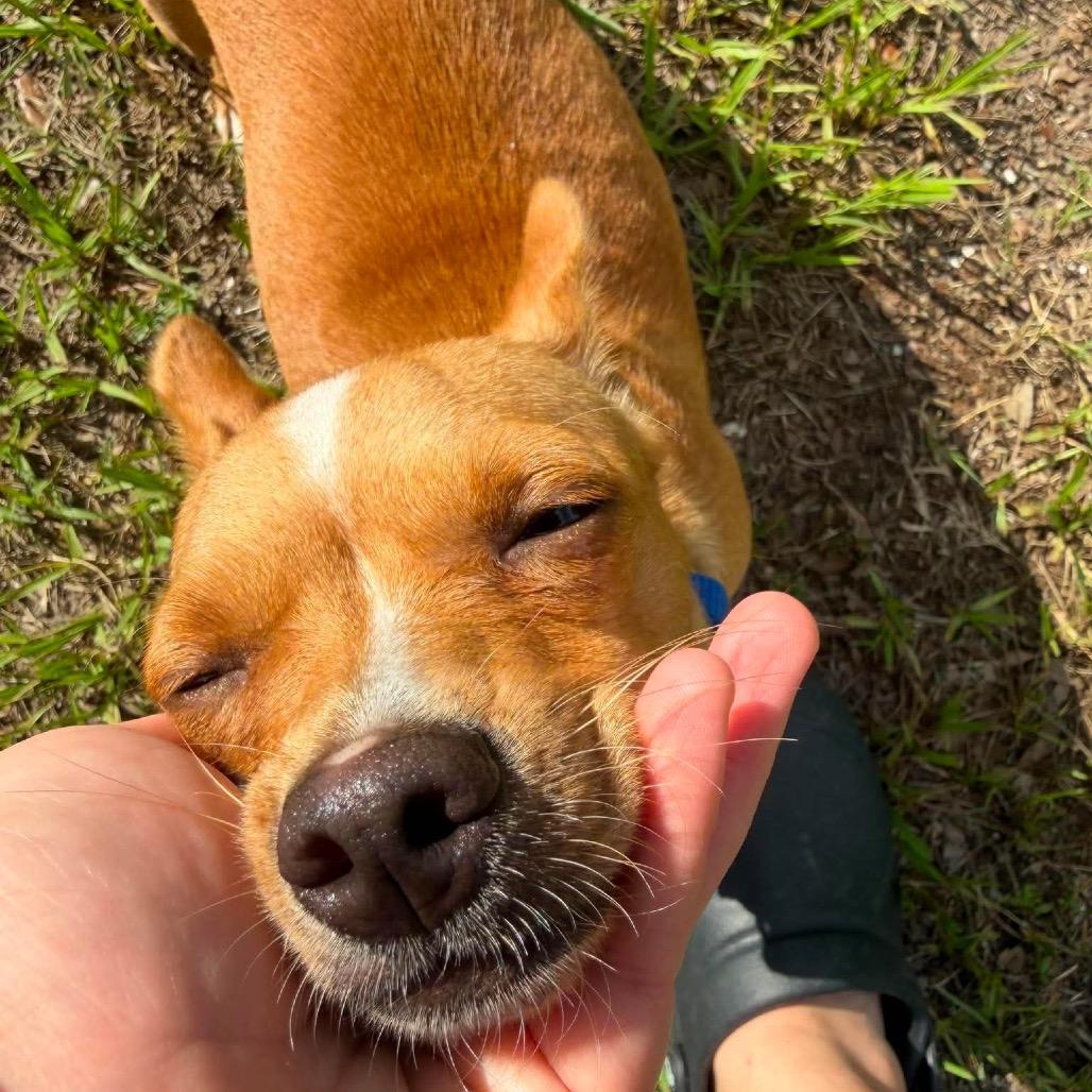 Enlarge Hannah (Mamacita), a Adoptable Chihuahua in Seminole, FL image 2/6