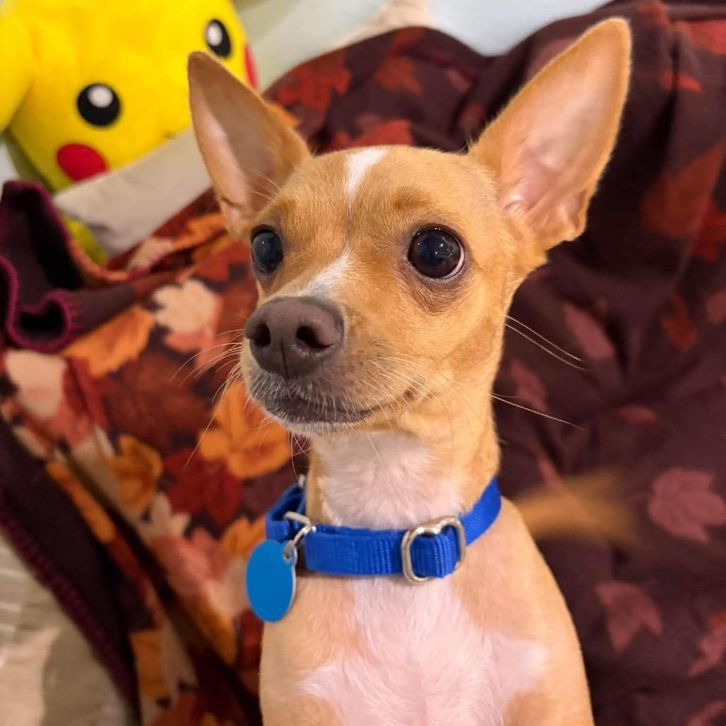 Enlarge Hannah (Mamacita), a Adoptable Chihuahua in Seminole, FL image 3/6