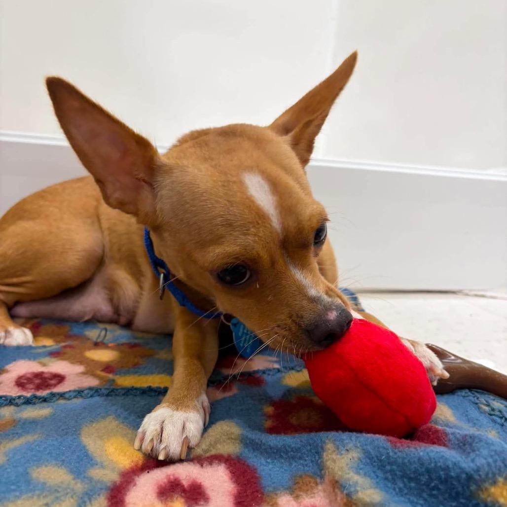 Enlarge Hannah (Mamacita), a Adoptable Chihuahua in Seminole, FL image 4/6