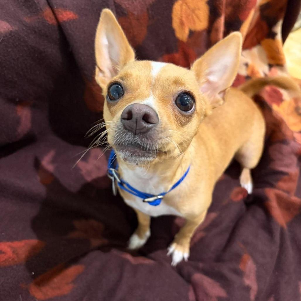 Enlarge Hannah (Mamacita), a Adoptable Chihuahua in Seminole, FL image 5/6