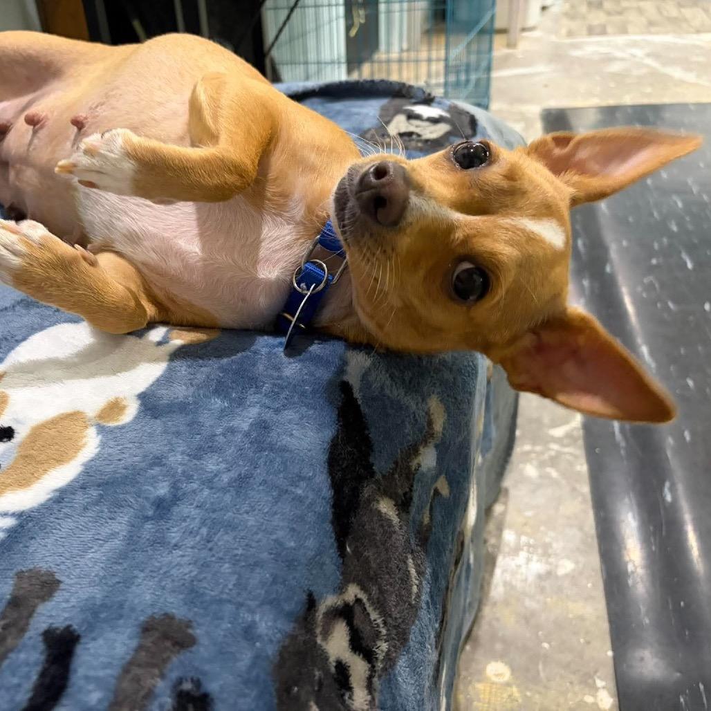 Enlarge Hannah (Mamacita), a Adoptable Chihuahua in Seminole, FL image 6/6