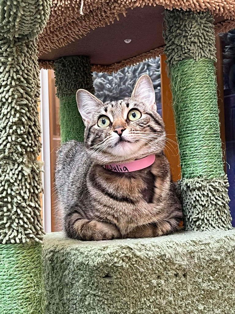 Julia, Adoptable, Young Female Tabby & Domestic Short Hair.