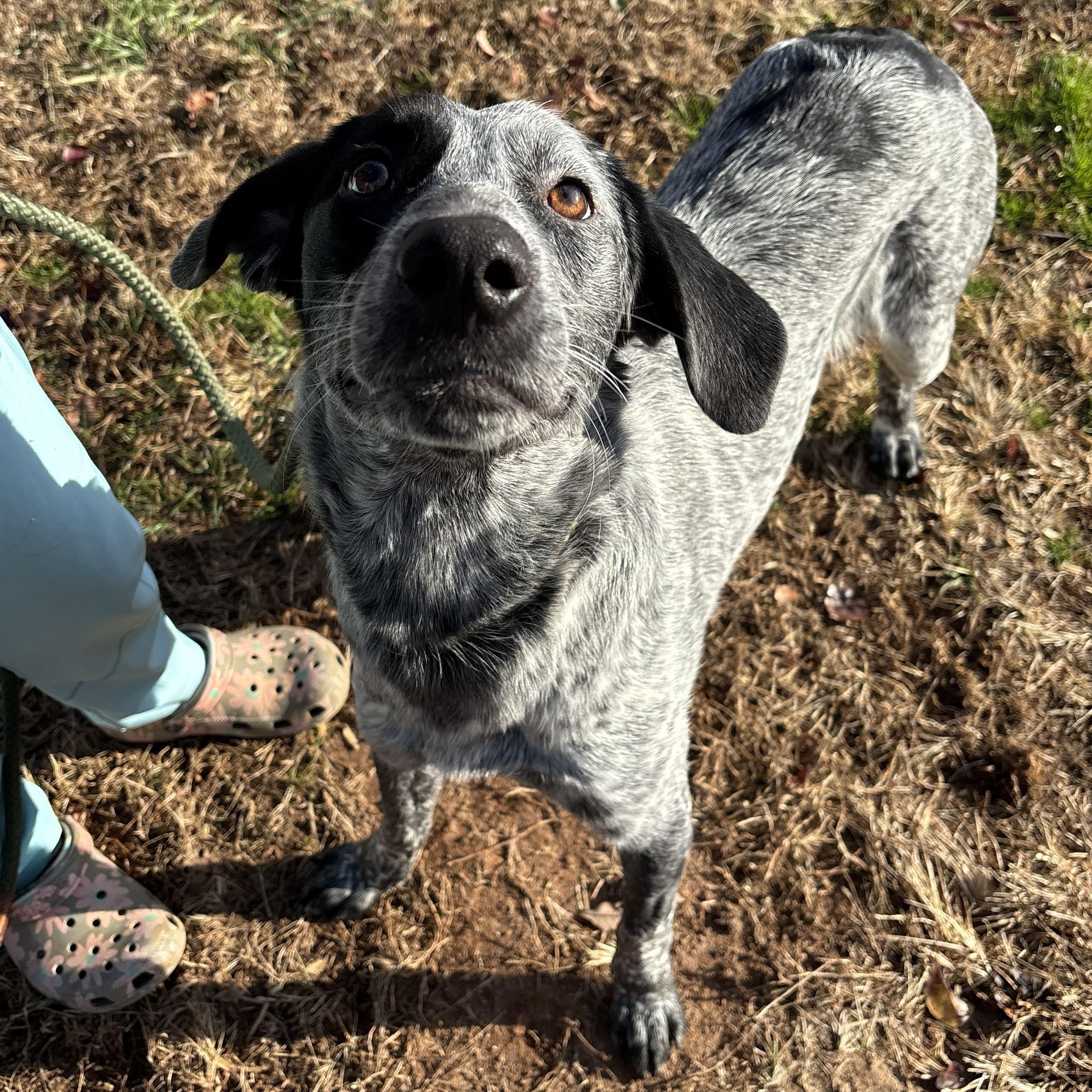 Jake, adoptable, Young Male Australian Cattle Dog / Blue Heeler.