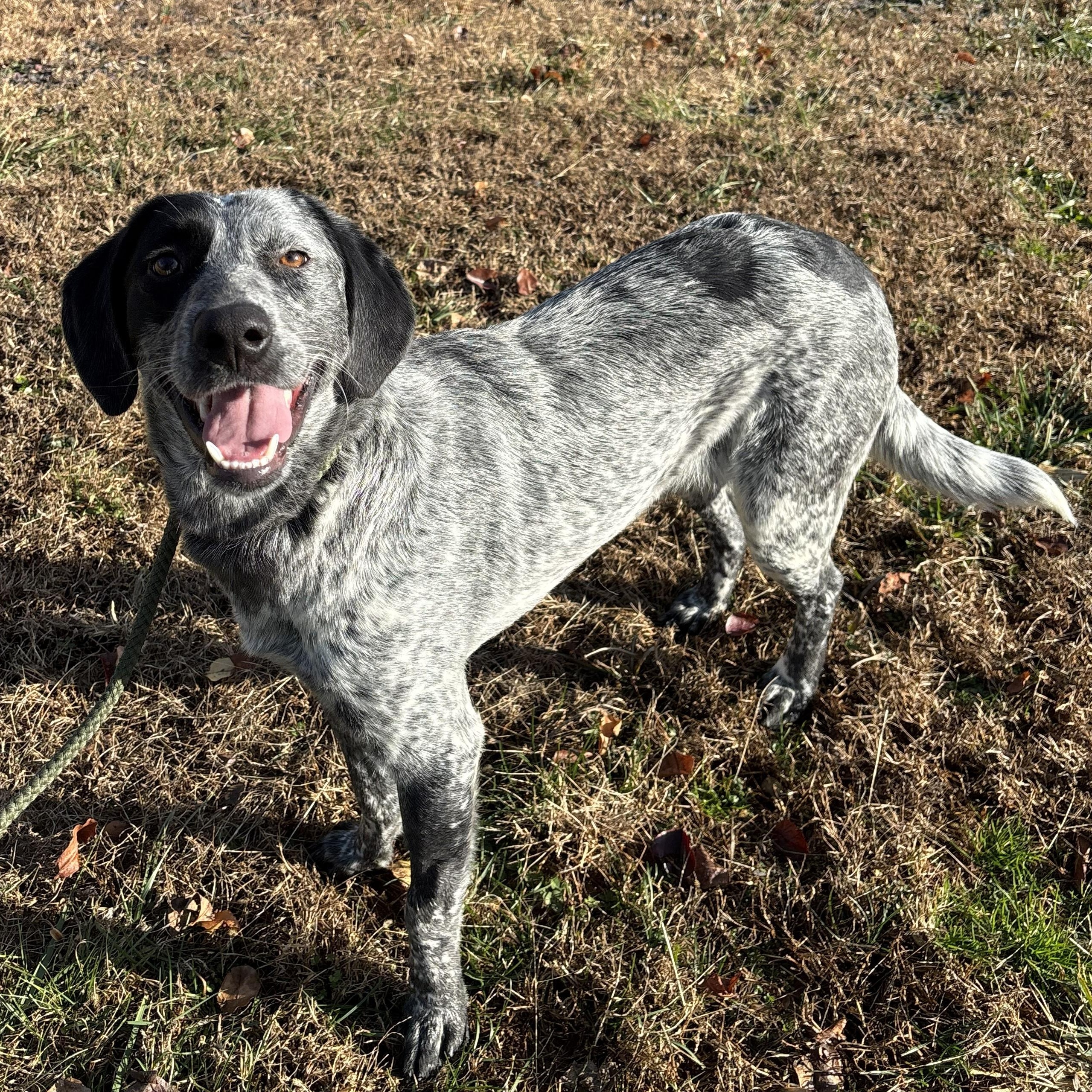 Enlarge Jake, an adoptable mixed breed in Franklin, NC image 4/4
