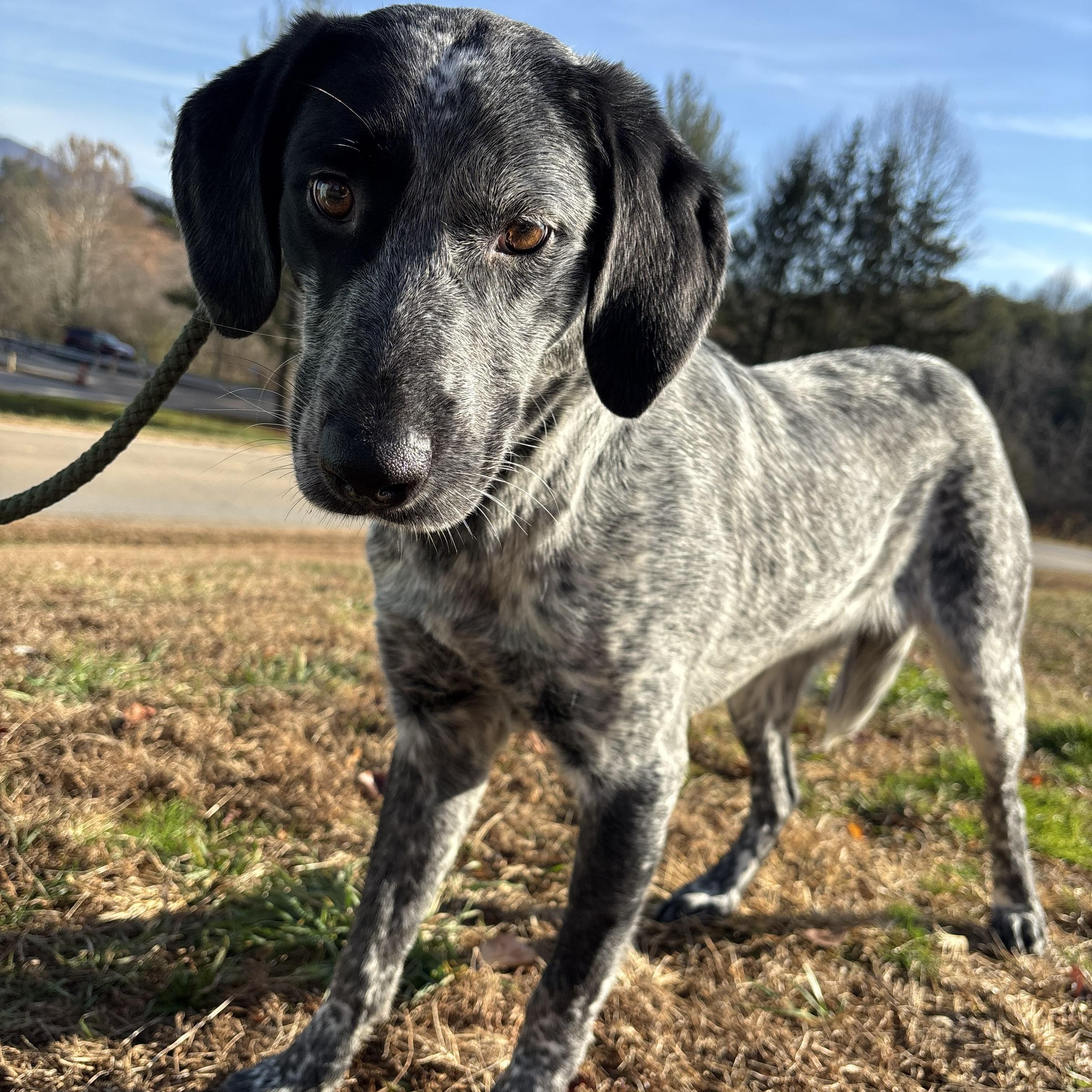 Enlarge Jake, an adoptable mixed breed in Franklin, NC image 3/4