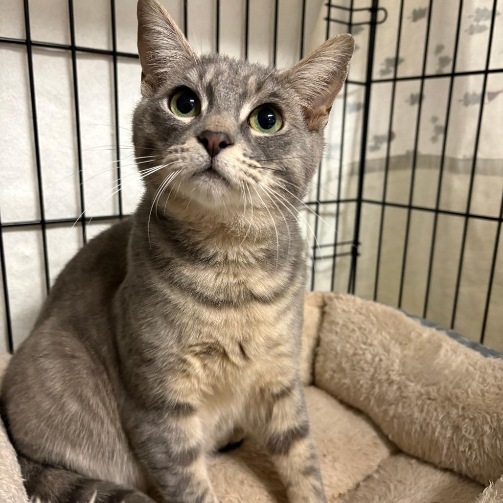 25-225 Sloan, Adoptable, Young Male Domestic Short Hair.