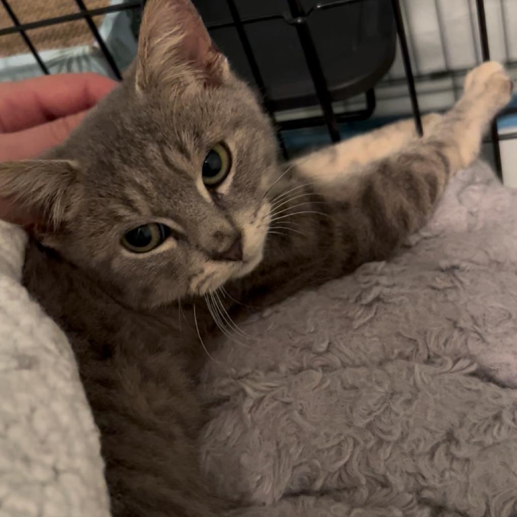 Enlarge 25-225 Sloan, a Adoptable Domestic Short Hair in North Branford, CT image 1/6