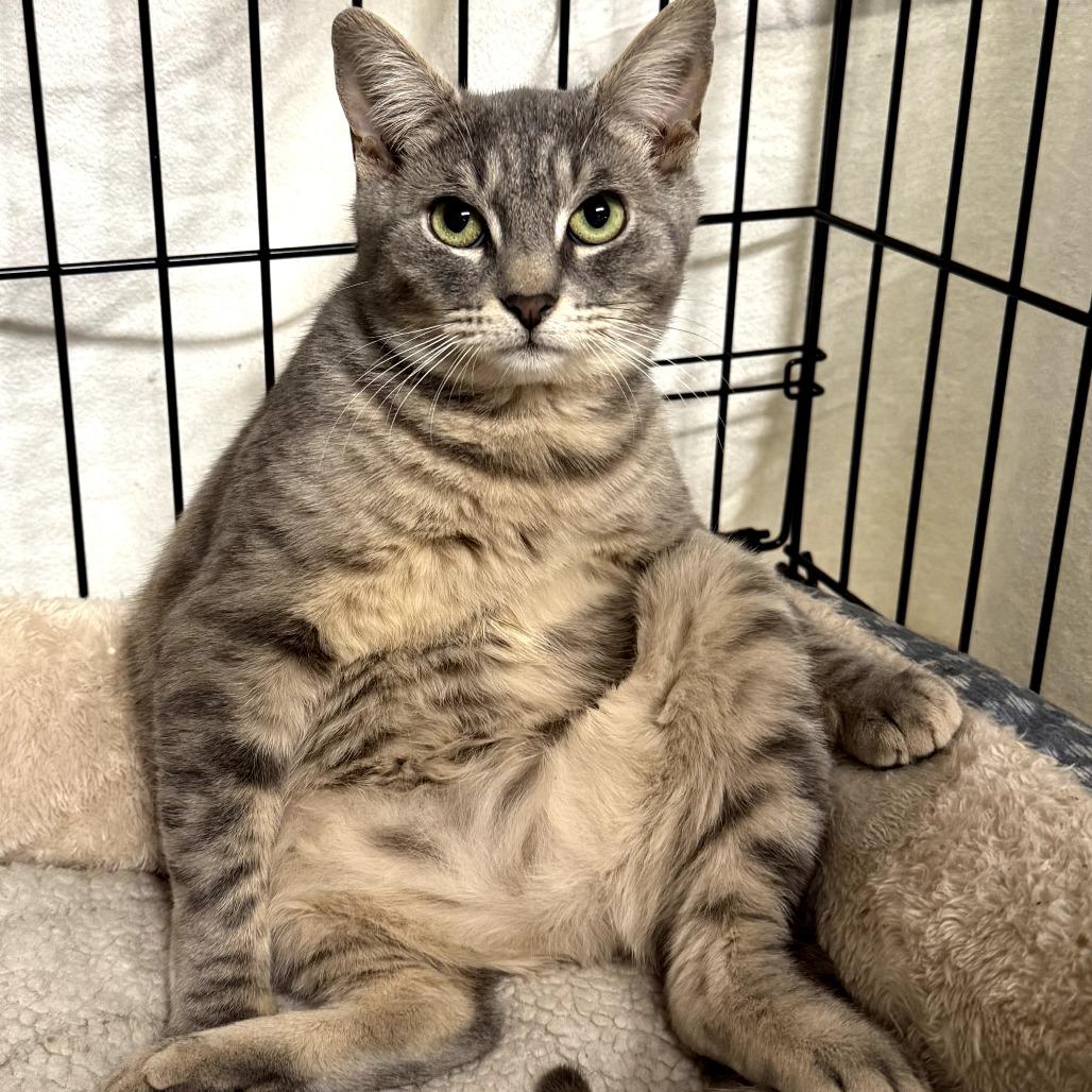 Enlarge 25-225 Sloan, a Adoptable Domestic Short Hair in North Branford, CT image 2/6