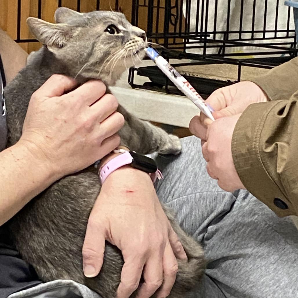 Enlarge 25-225 Sloan, a Adoptable Domestic Short Hair in North Branford, CT image 3/6