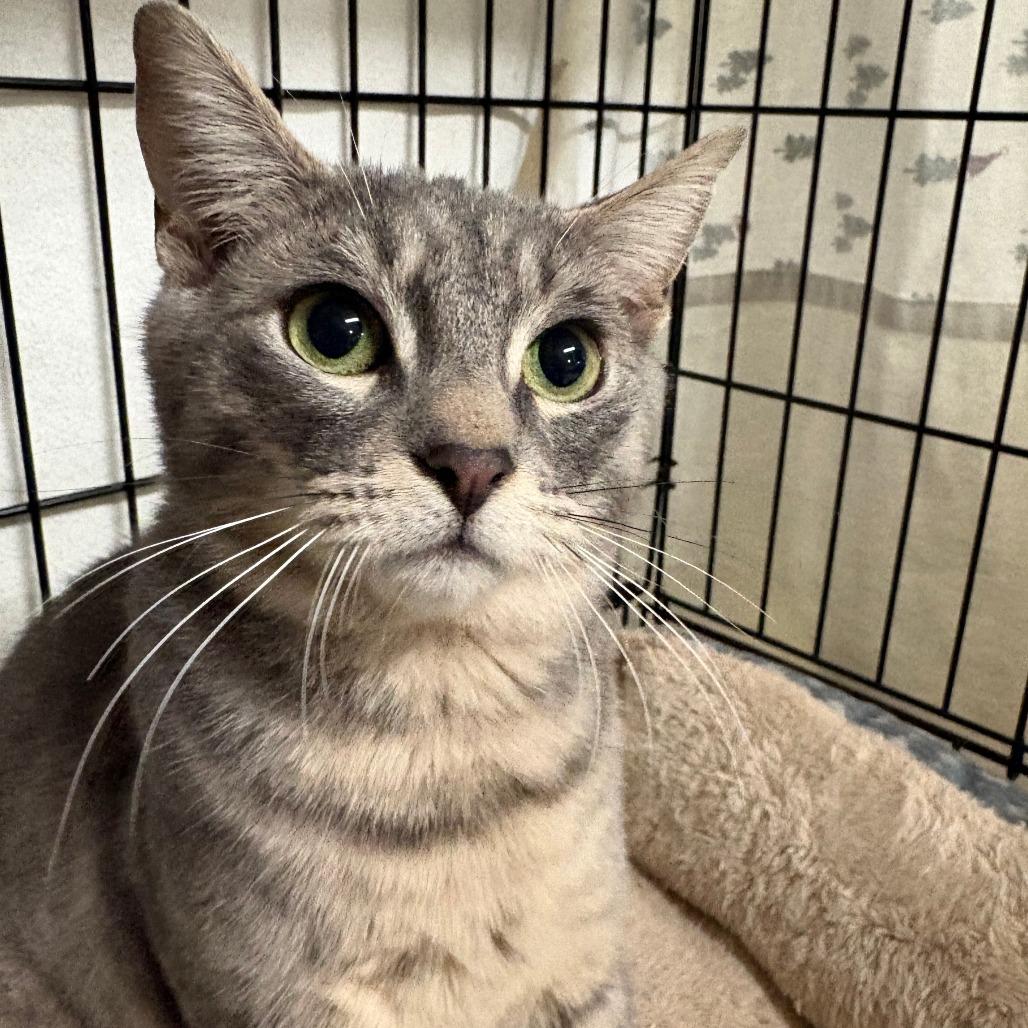 25-225 Sloan, a Adoptable Domestic Short Hair in North Branford, CT image 3/4