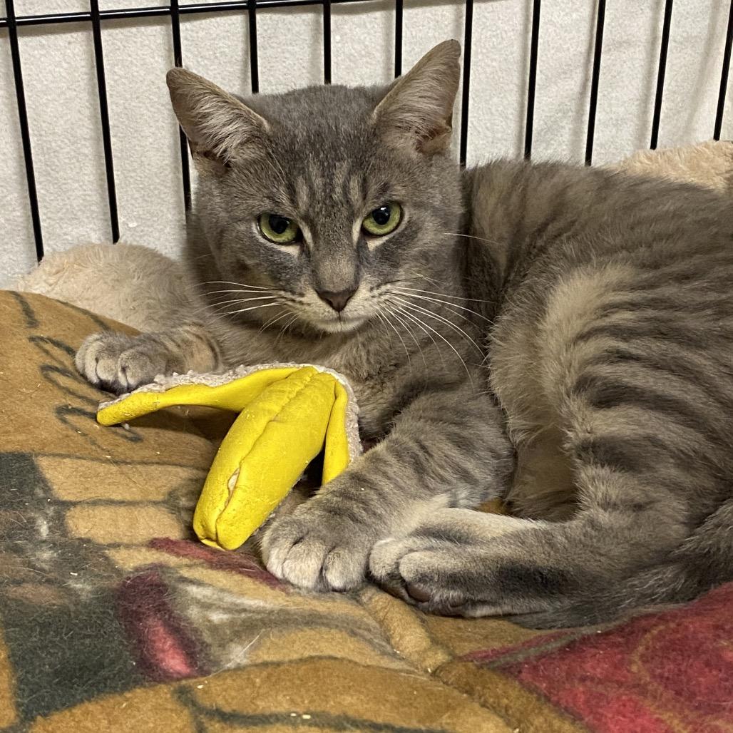 Enlarge 25-225 Sloan, a Adoptable Domestic Short Hair in North Branford, CT image 4/6