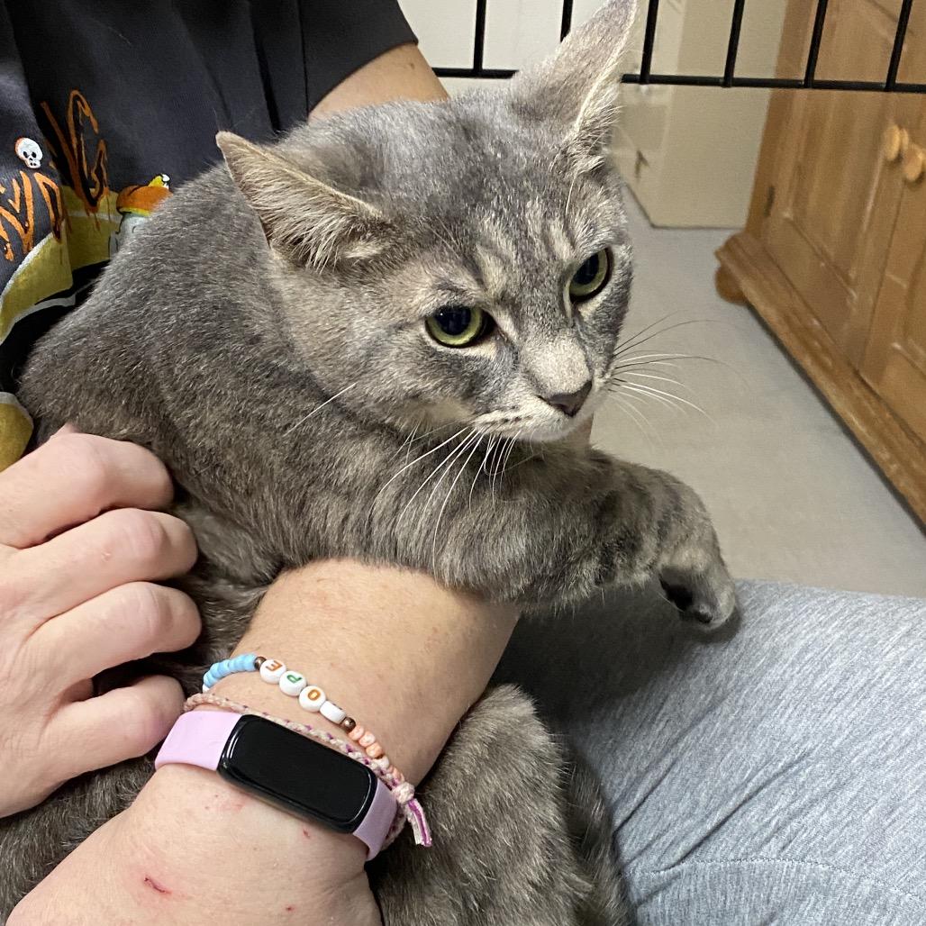 Enlarge 25-225 Sloan, a Adoptable Domestic Short Hair in North Branford, CT image 5/6