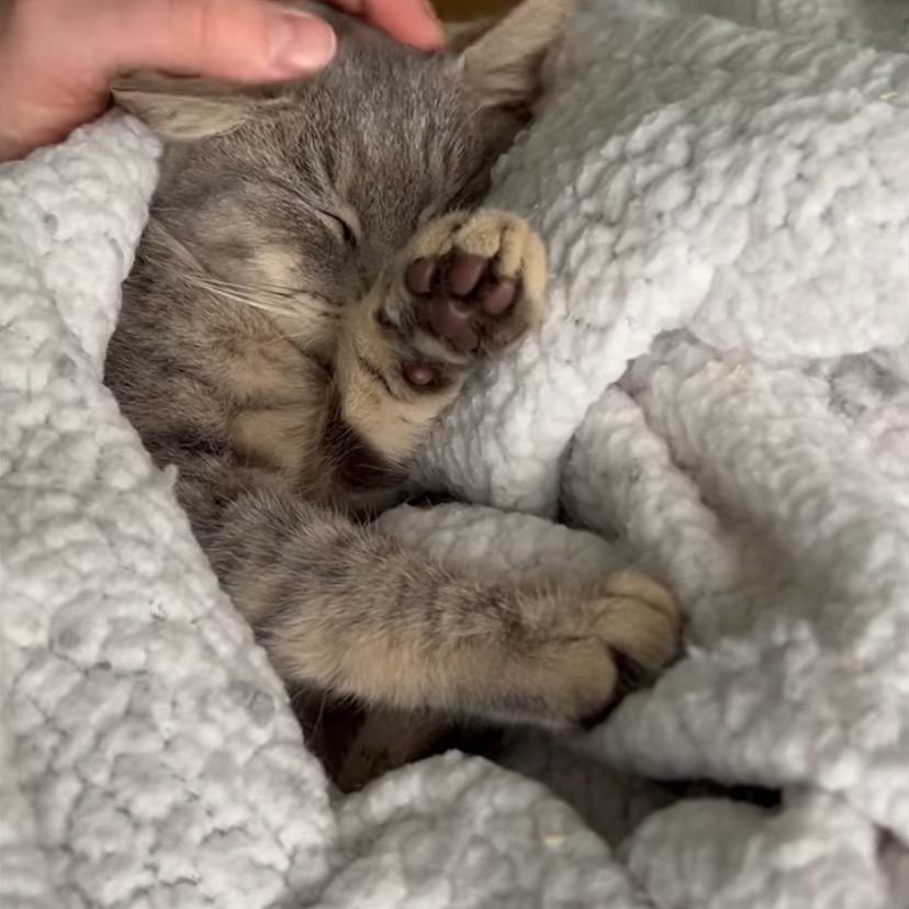 Enlarge 25-225 Sloan, a Adoptable Domestic Short Hair in North Branford, CT image 6/6