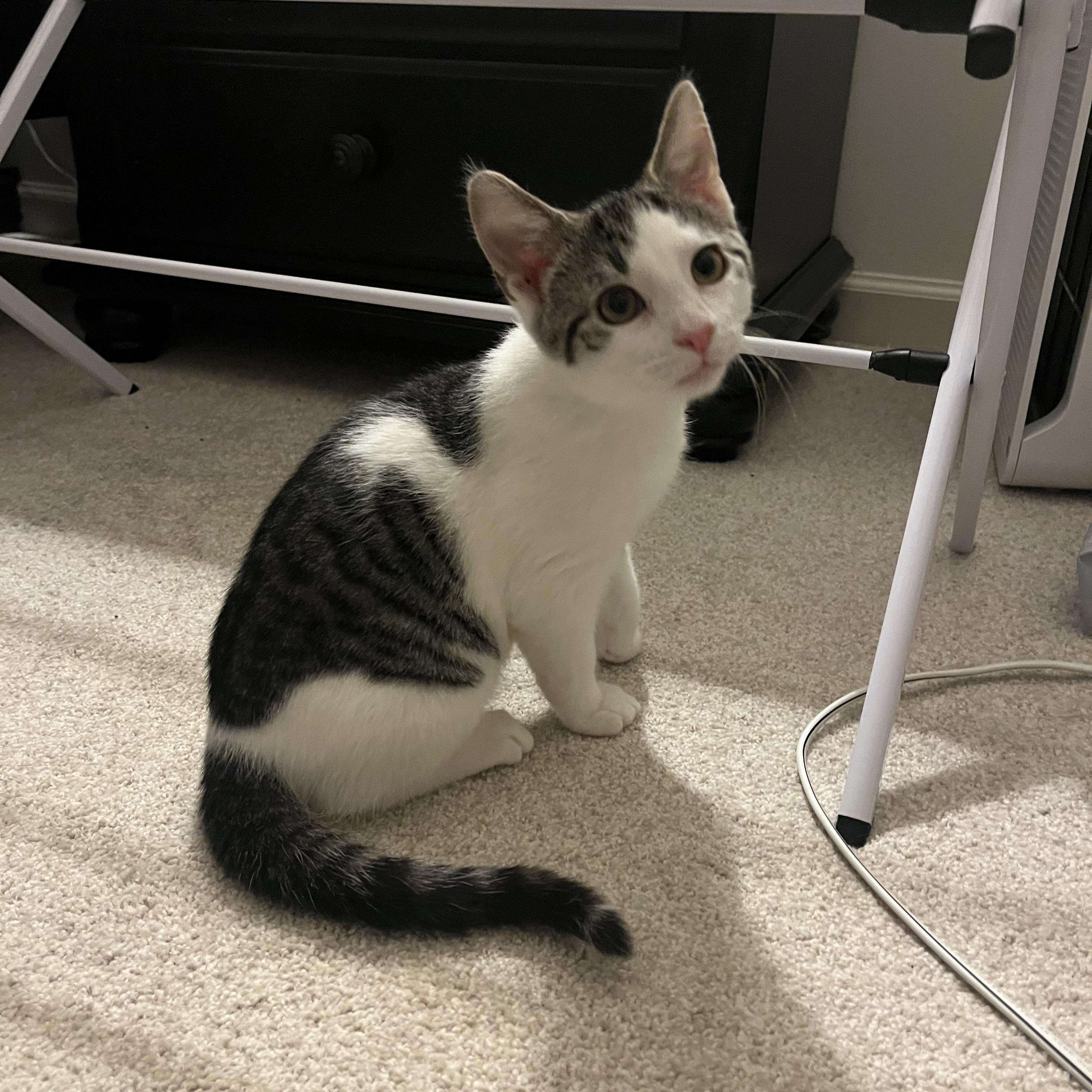 Button, adopted, Kitten Male Domestic Short Hair.