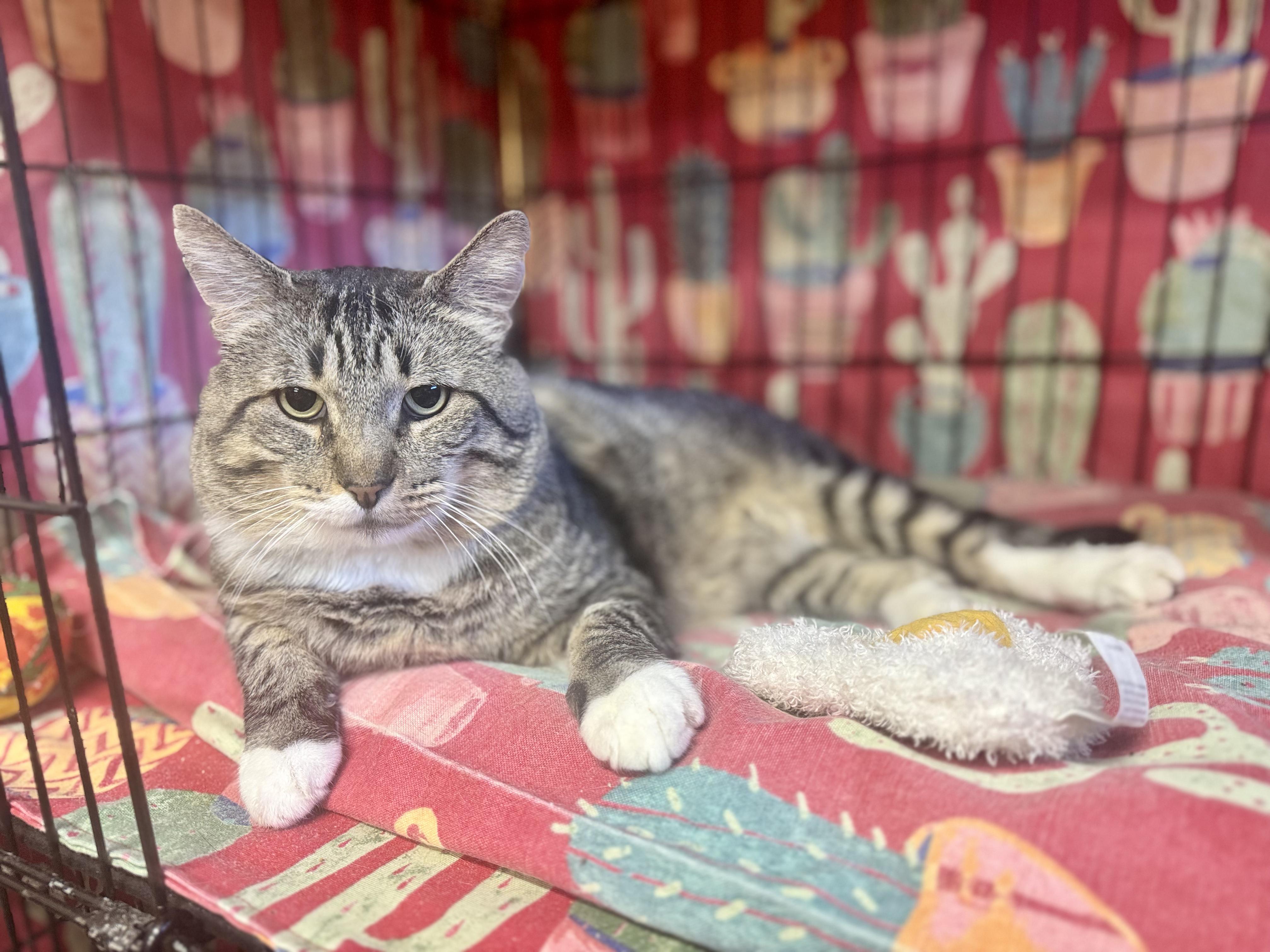 Estabon, an adoptable Domestic Short Hair in Okanogan, WA image 2/2