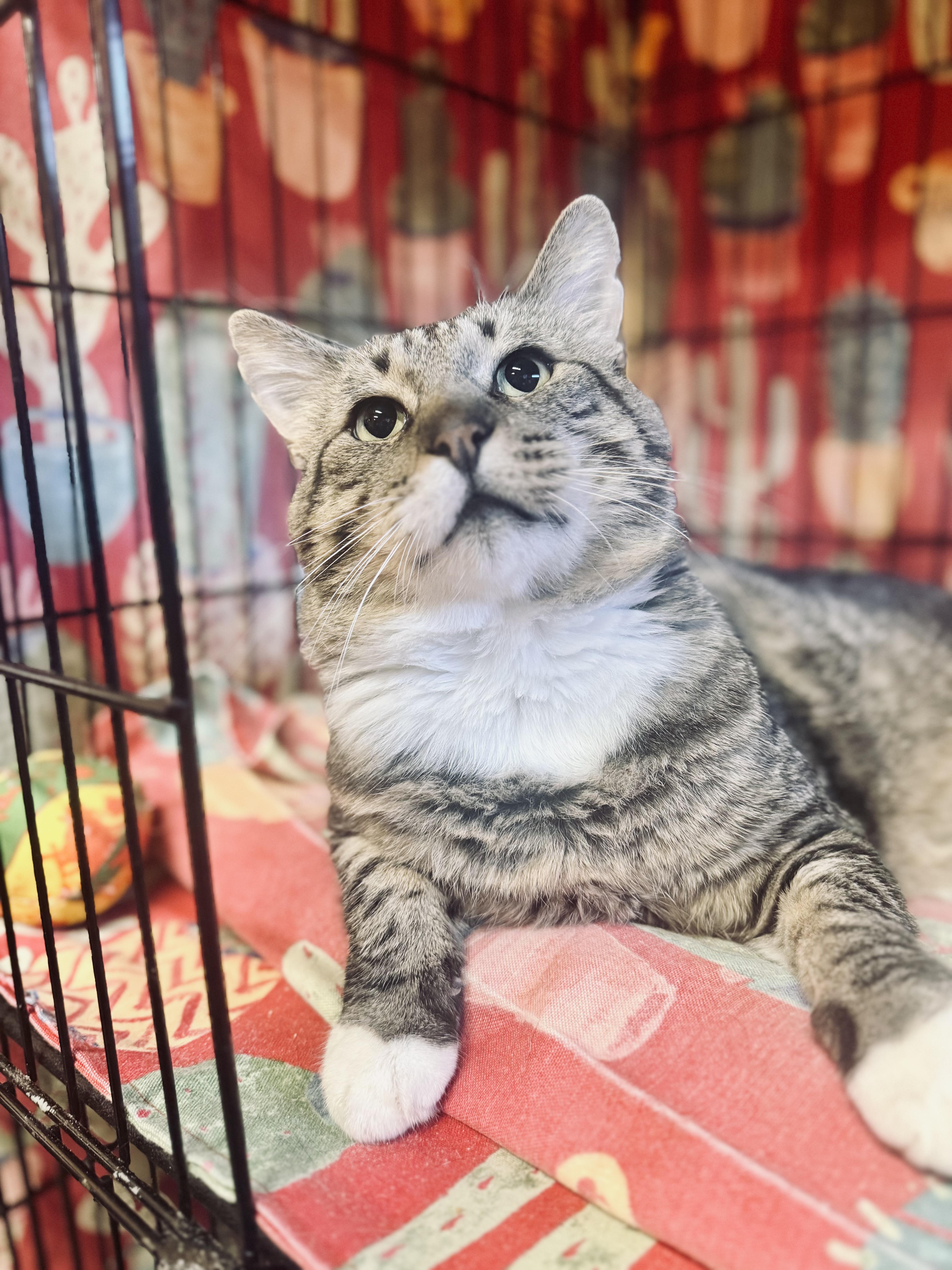 Estabon, adoptable, Adult Male Domestic Short Hair.