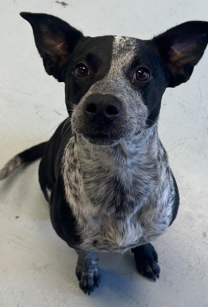 Promise, Adoptable, Puppy Female Australian Cattle Dog / Blue Heeler.