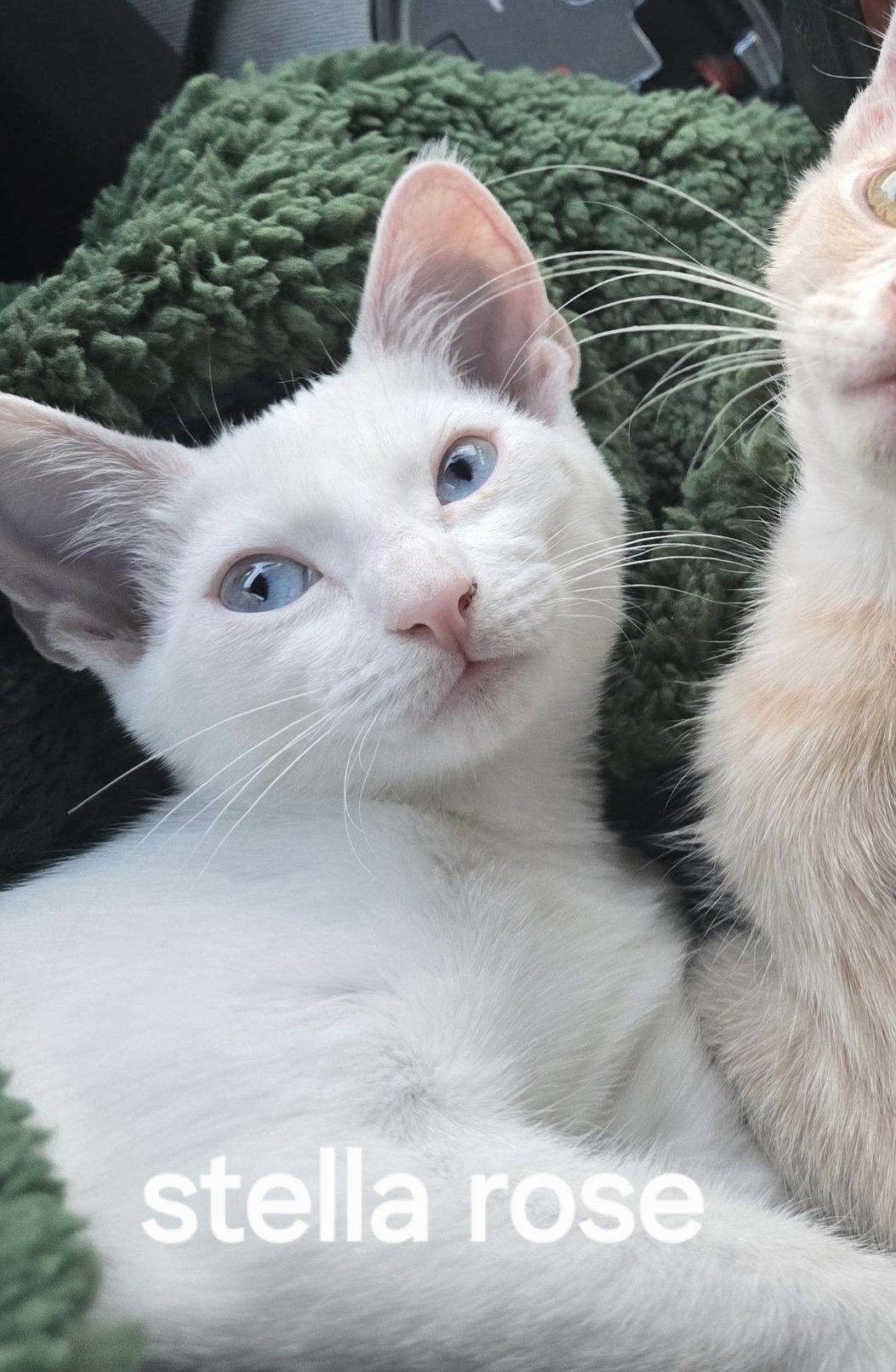 Enlarge Stella Rose, a Adoptable Domestic Short Hair in Versailles, KY image 1/1