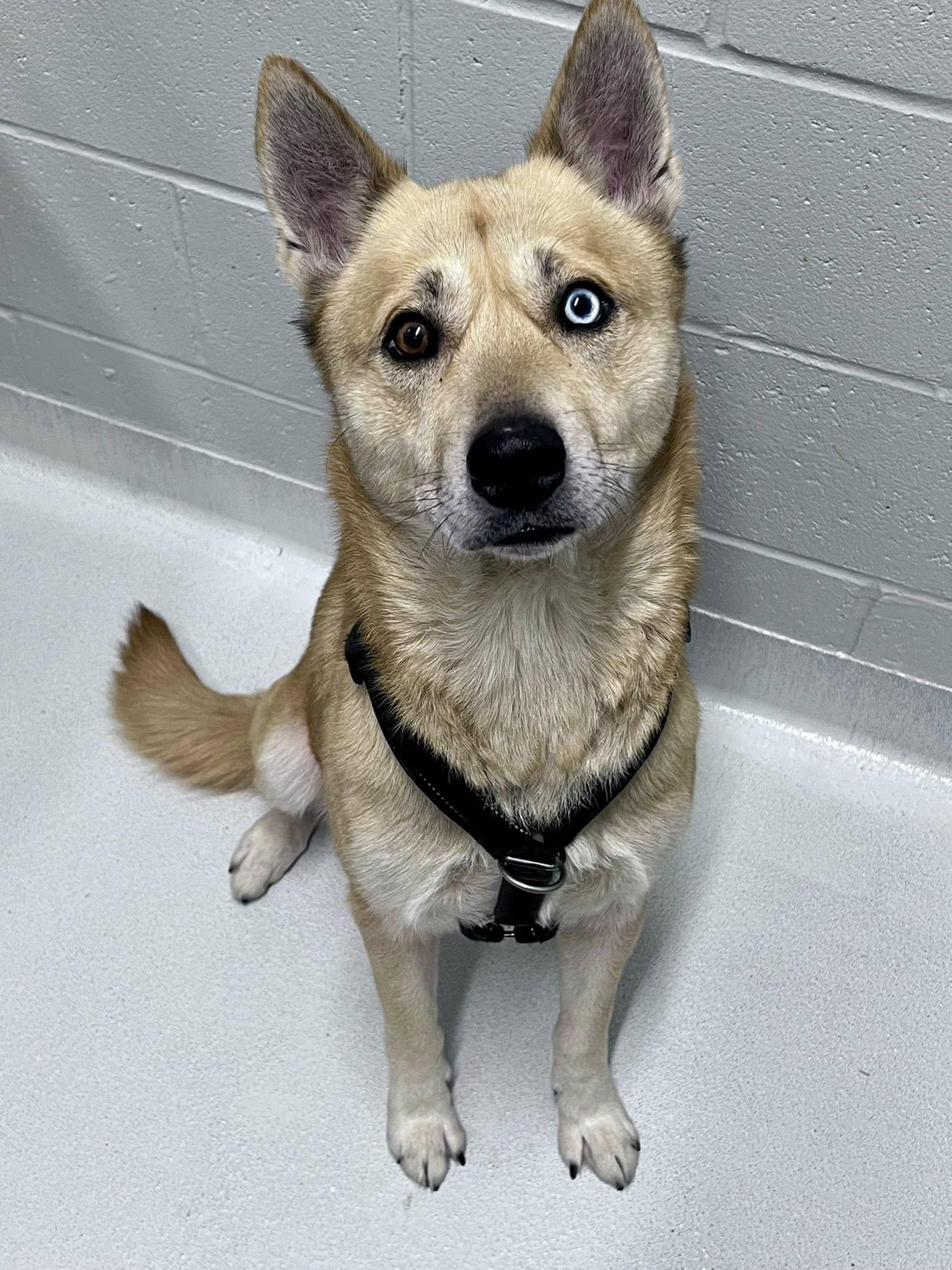 Enlarge Logan, a ADOPTABLE mixed breed in Whitestown, IN image 3/3