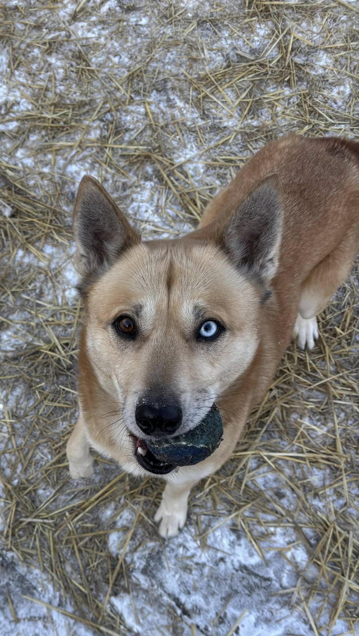 Enlarge Logan, a ADOPTABLE mixed breed in Whitestown, IN image 2/3