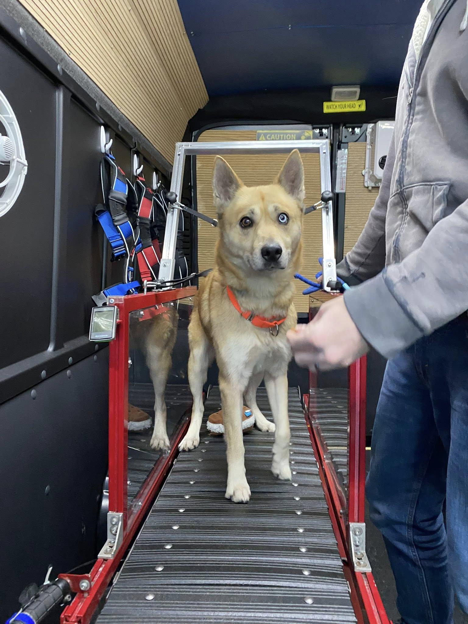 Enlarge Logan, a ADOPTABLE mixed breed in Whitestown, IN image 1/3
