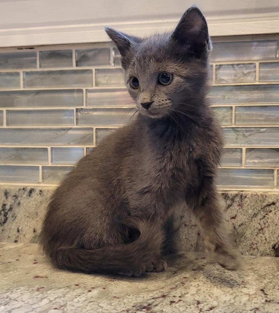 Manatee, Adoptable, Kitten Female Domestic Short Hair.