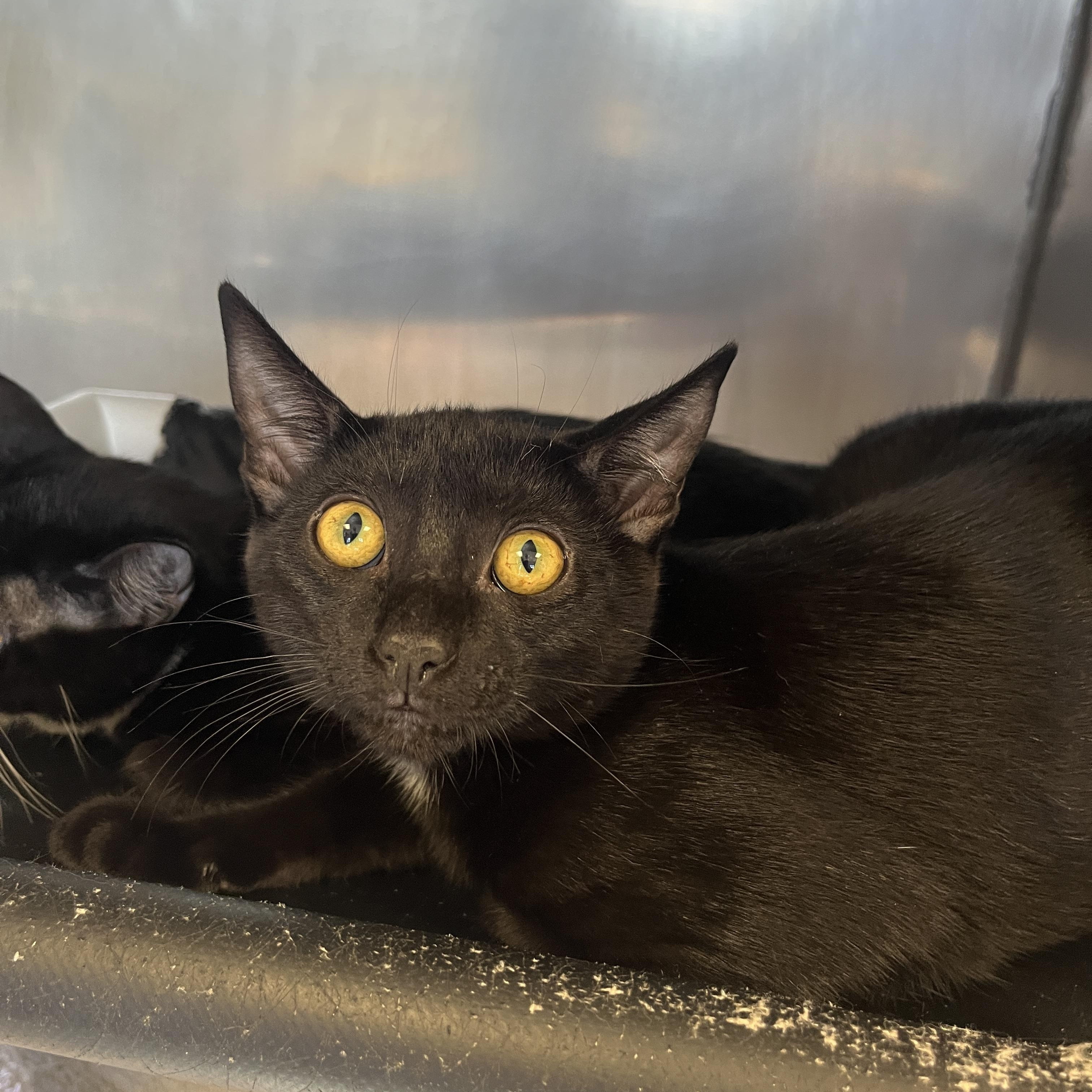 Pugsley A061172, Adoptable, Young Male Domestic Short Hair.