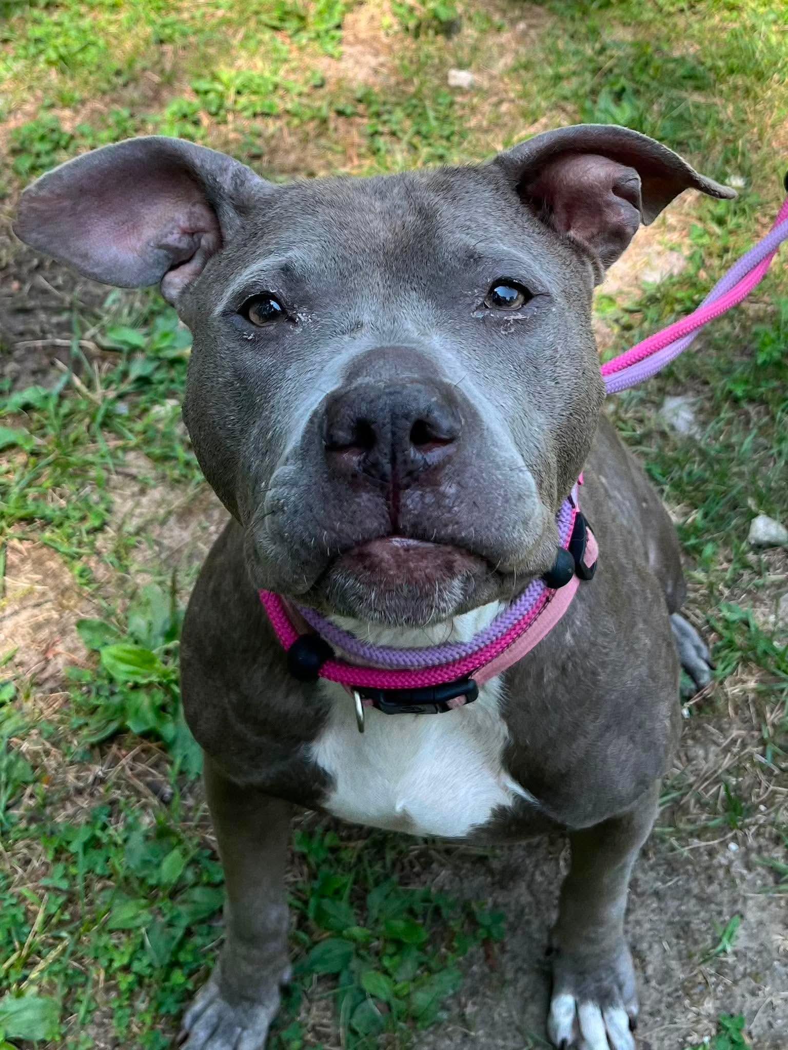 Astrid, ADOPTABLE, Adult Female Pit Bull Terrier.