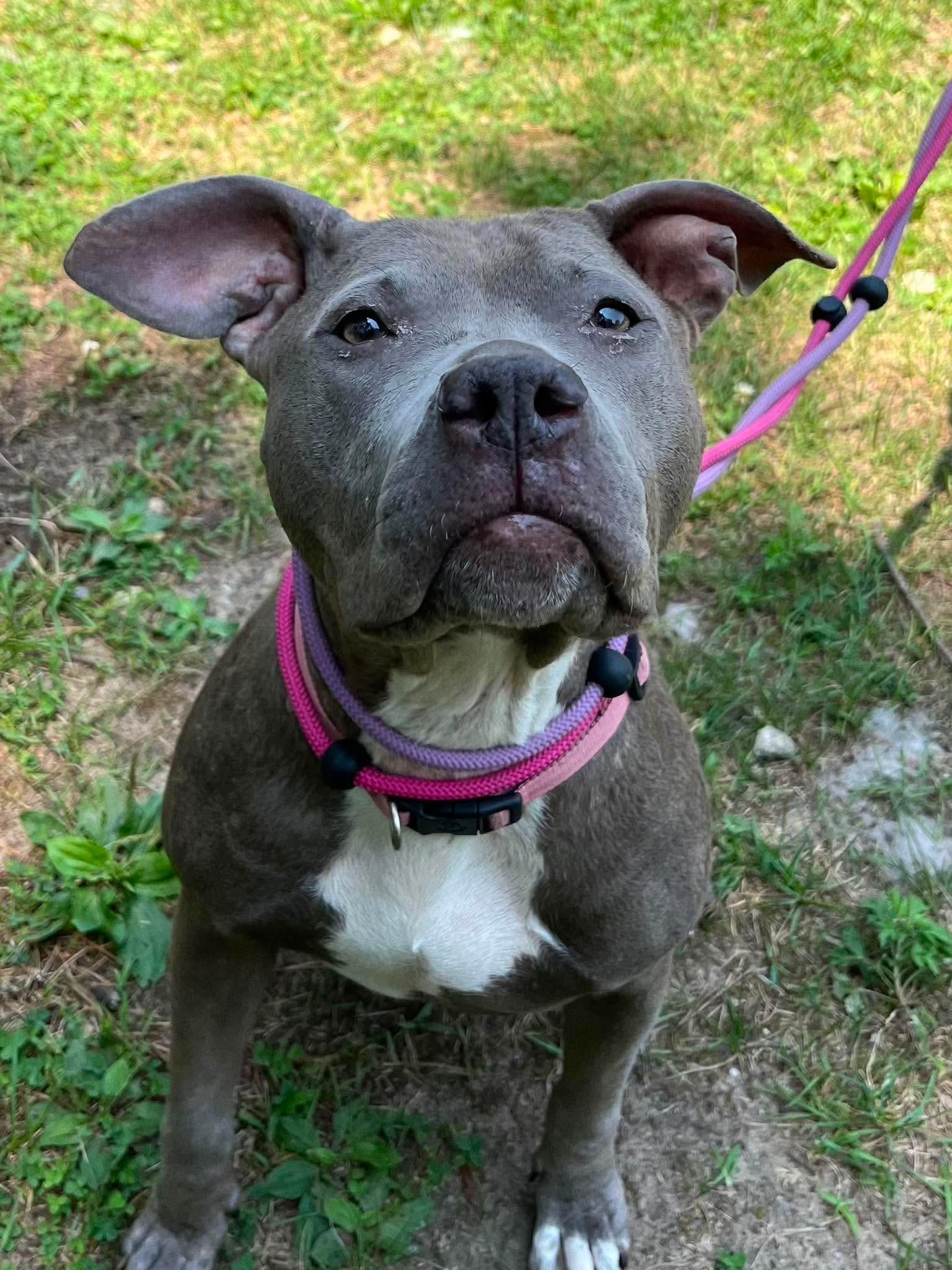 Astrid, a ADOPTABLE mixed breed in Jackson , NJ image 3/4