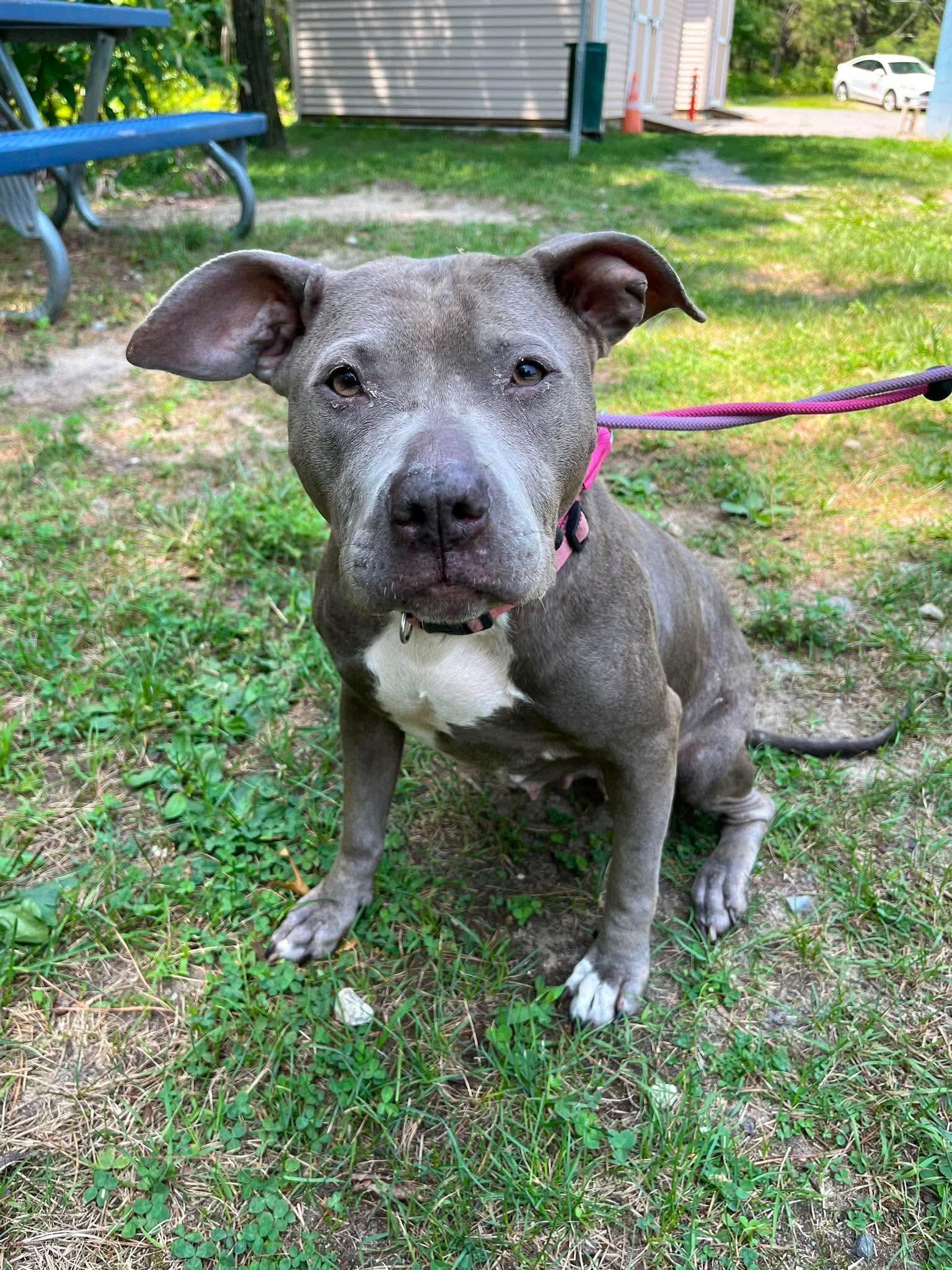 Astrid, a ADOPTABLE mixed breed in Jackson , NJ image 4/4