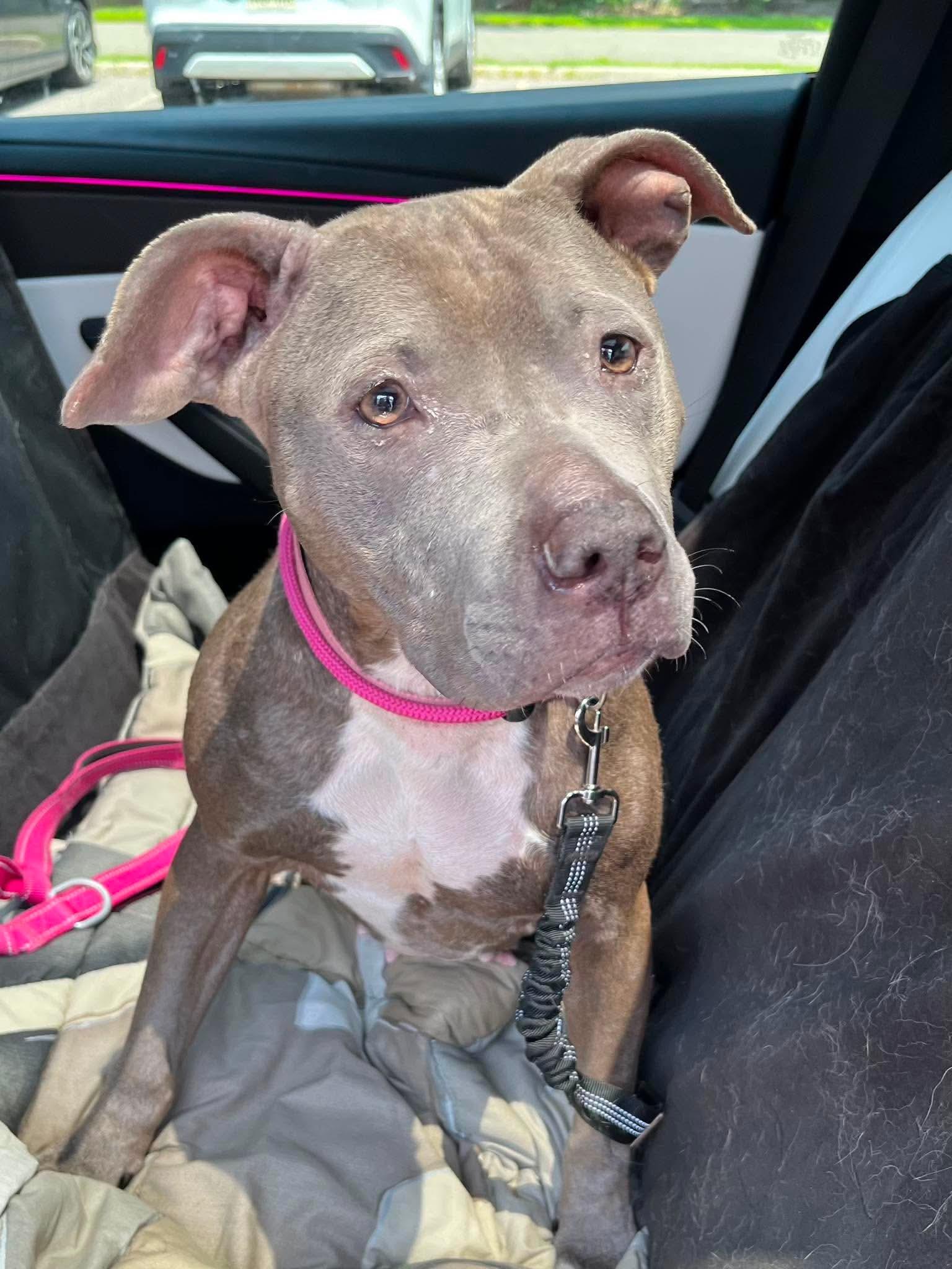 Astrid, a ADOPTABLE mixed breed in Jackson , NJ image 2/4