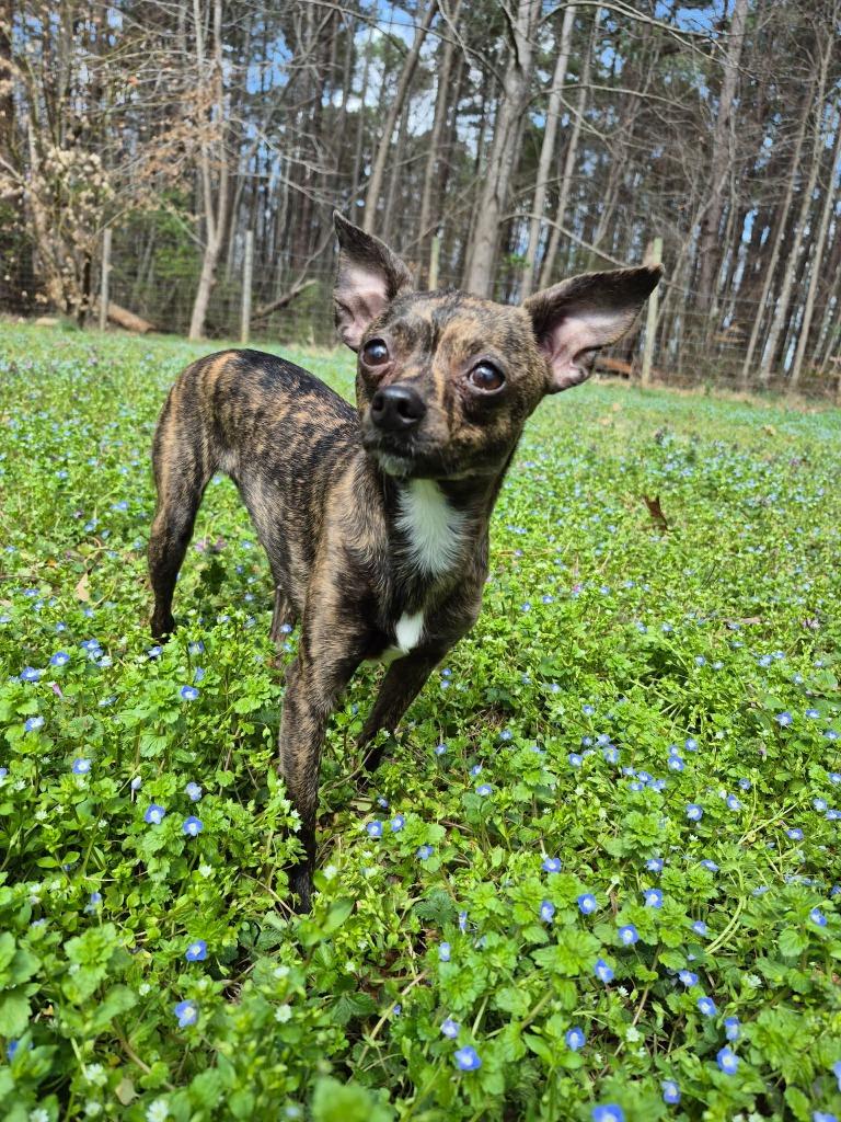 Fey, Adoptable, Adult Female Chihuahua & Miniature Pinscher.