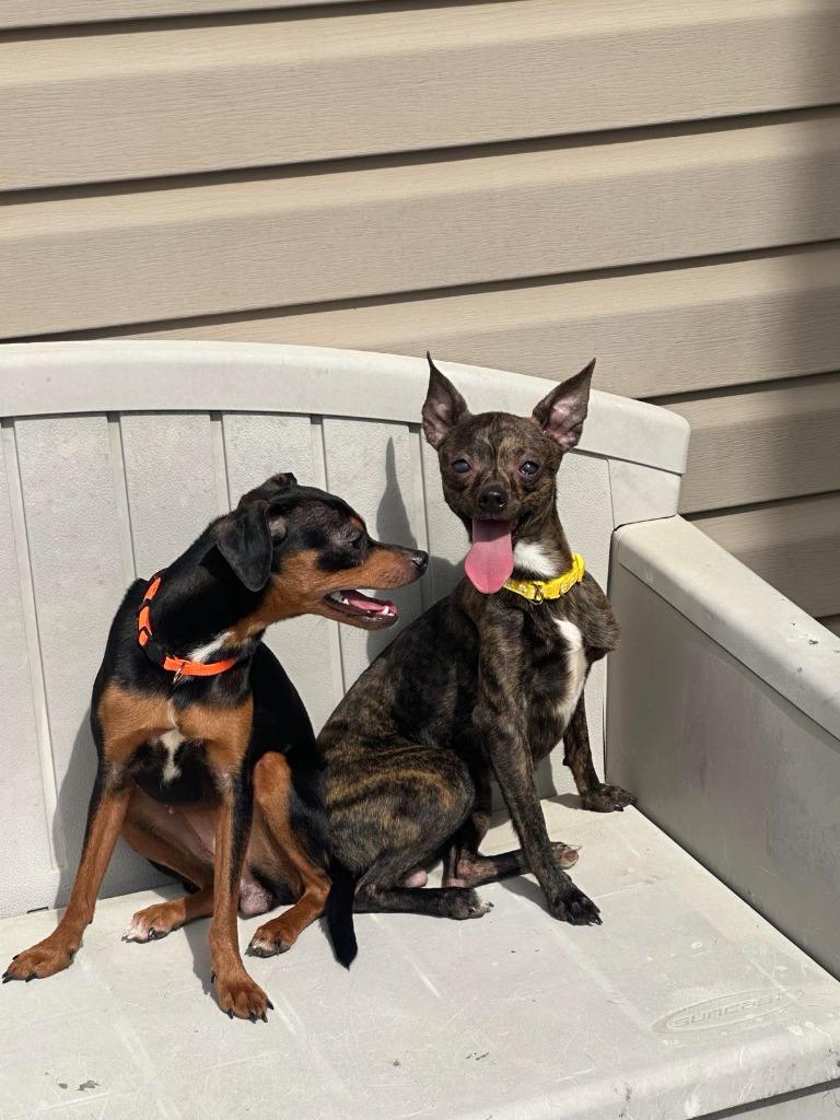 Fey, Adoptable, Adult Female Chihuahua & Miniature Pinscher.