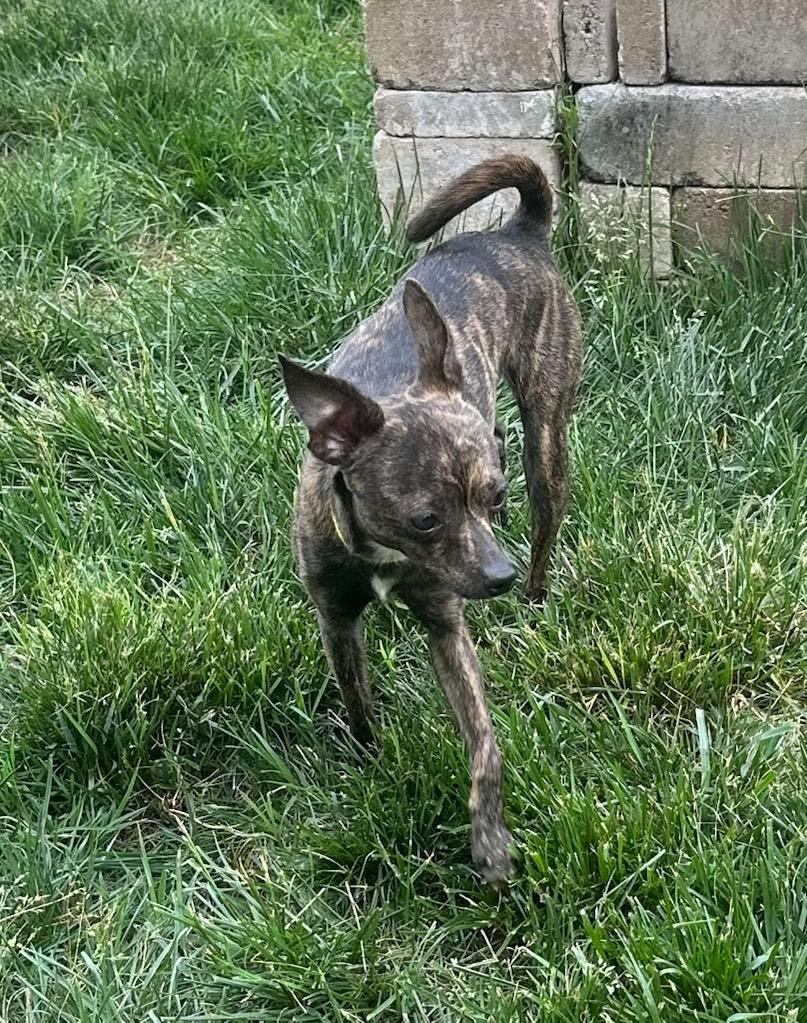 Enlarge Fey, a Adoptable mixed breed in Waxhaw, NC image 2/3