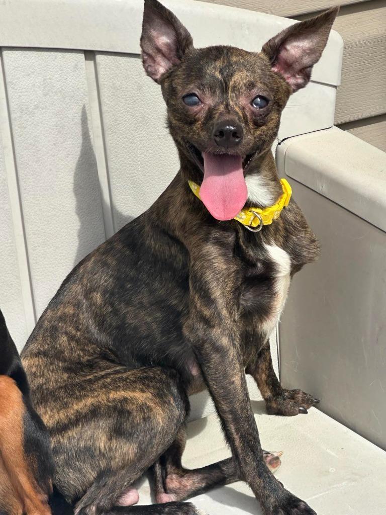 Fey, a Adoptable mixed breed in Waxhaw, NC image 2/3