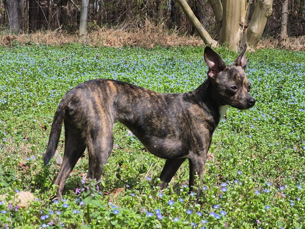 Fey, a Adoptable mixed breed in Waxhaw, NC image 4/6