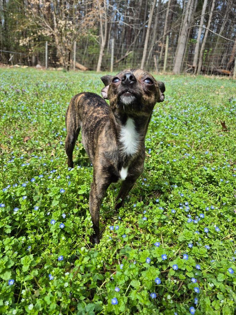 Fey, a Adoptable mixed breed in Waxhaw, NC image 6/6