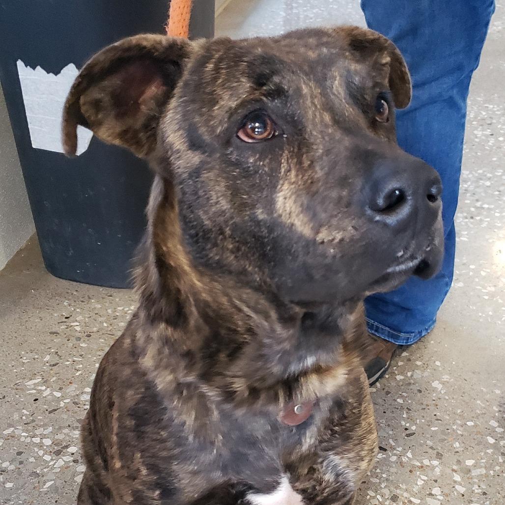 Enlarge Theo, a Adoptable mixed breed in Vinita, OK image 1/5